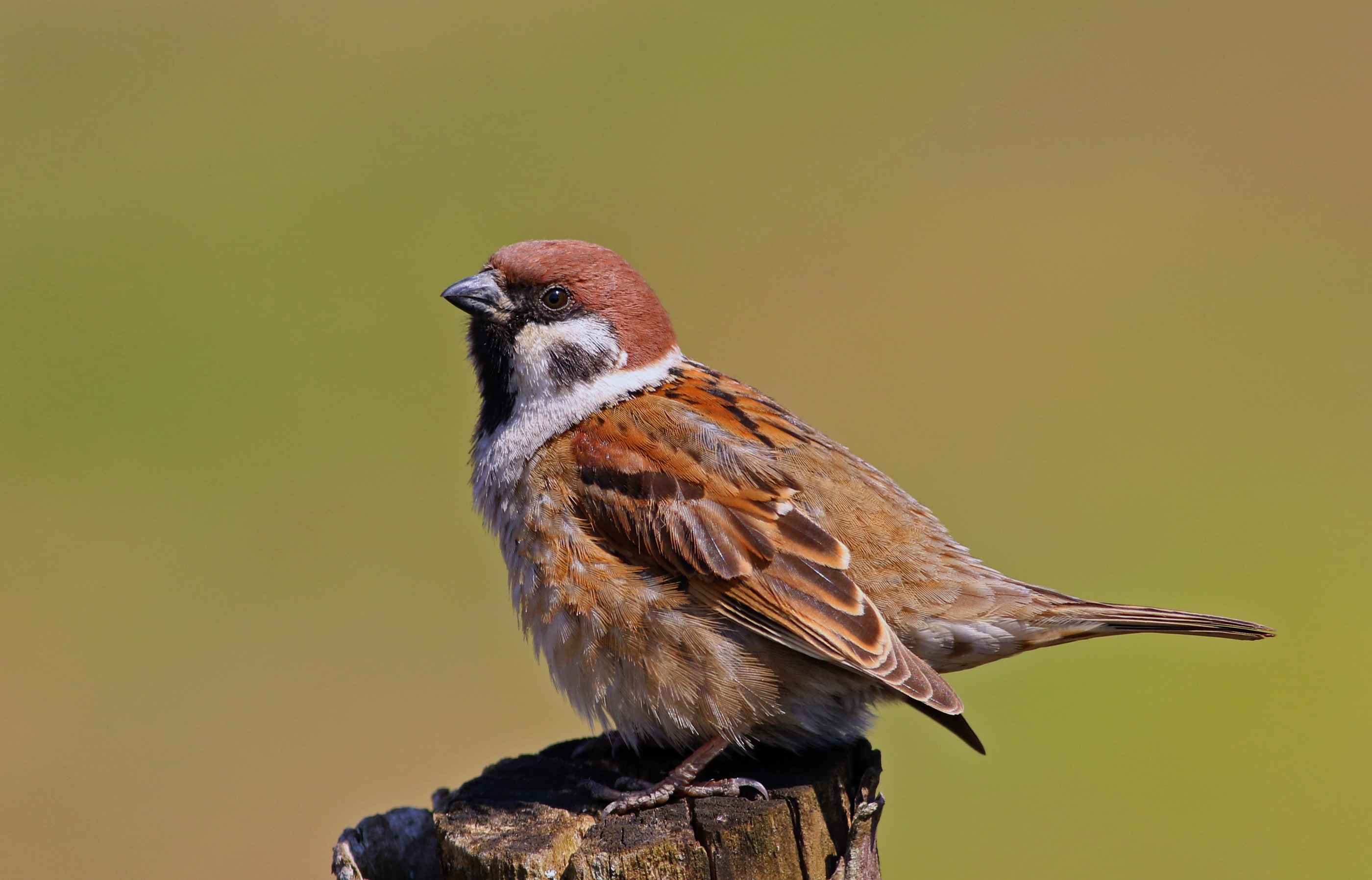 Eurasian Tree Sparrow